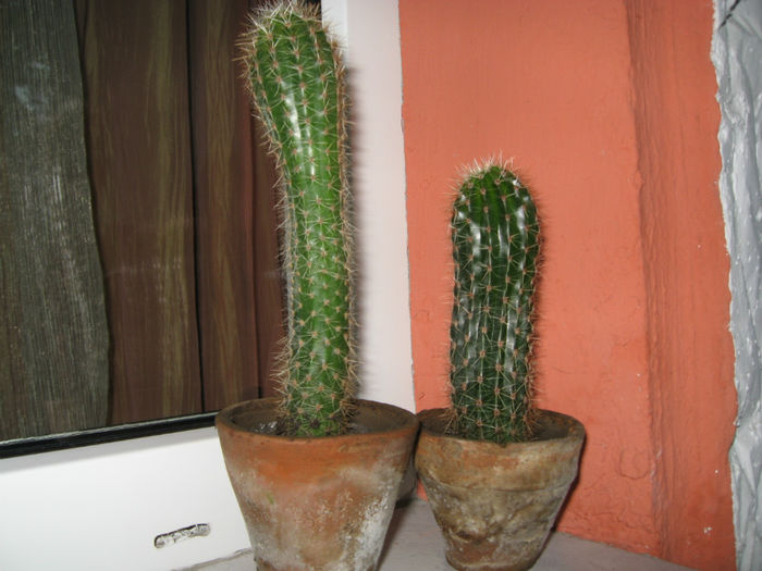 Cactusi suculente