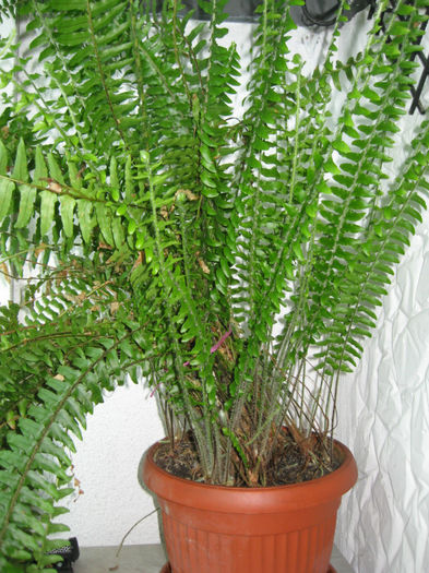 Feriga - HOYA CARNOSA SI ALTE FLORI DE VANZARE