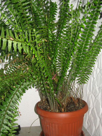 Feriga - HOYA CARNOSA SI ALTE FLORI DE VANZARE