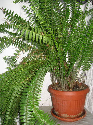 Feriga - HOYA CARNOSA SI ALTE FLORI DE VANZARE