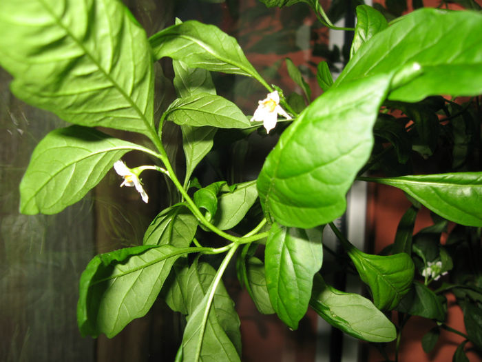 Solanum sau "marul dragostei" - HOYA CARNOSA SI ALTE FLORI DE VANZARE