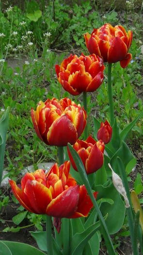 2014-05-3 - c-primavara2014