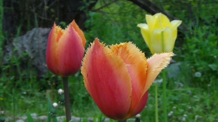 2014-05-3 - c-primavara2014