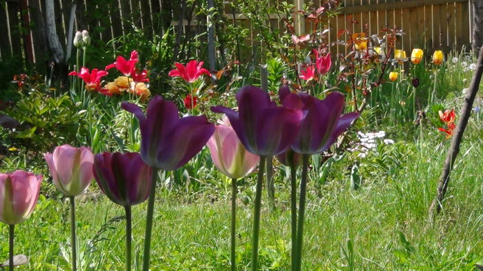 2014-05-3 - c-primavara2014