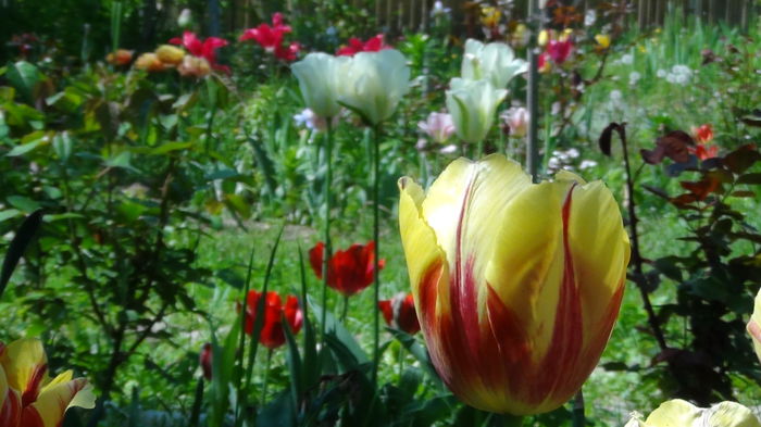 2014-05-3 - c-primavara2014