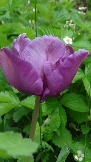 2014-05-3 - c-primavara2014