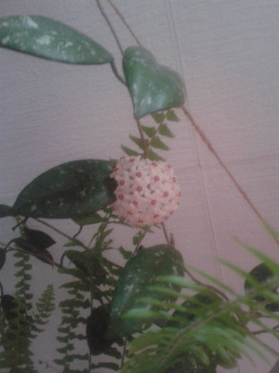 Hoya carnosa