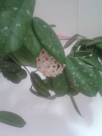 Hoya carnosa - HOYA CARNOSA SI ALTE FLORI DE VANZARE