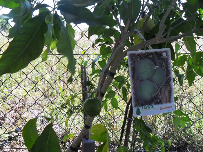 zapote - Cateva plante din colectia personala din gradina si altele la vanzare