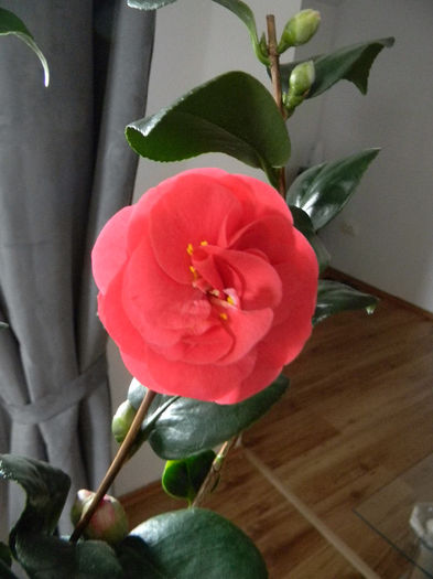 23.02.2014 - FLORILE MELE