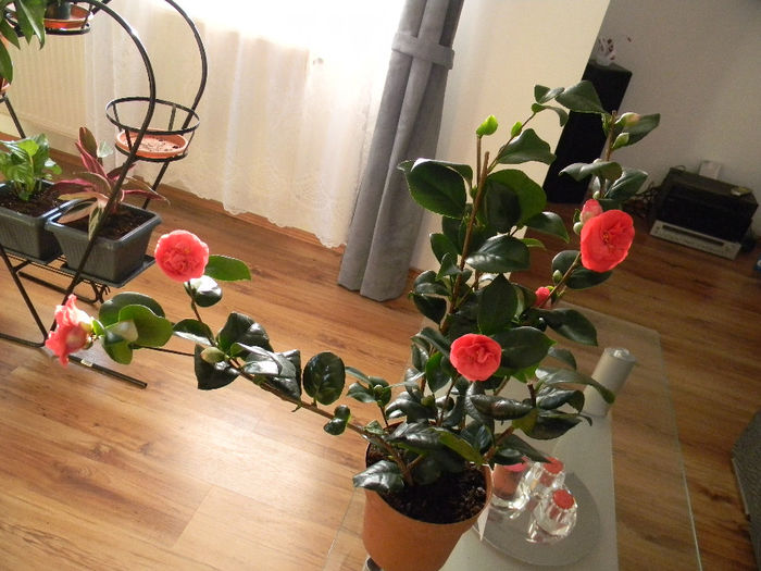23.02.2014; CAMELLIA JAPONICA ROSIE
