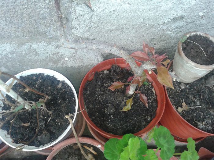 boungainvillea lila - Flori de ghiveci