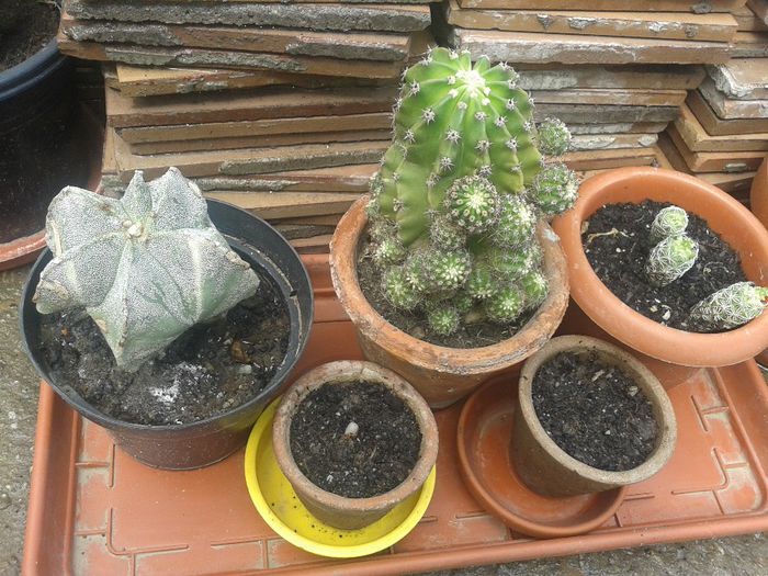 cactusi - Flori de ghiveci