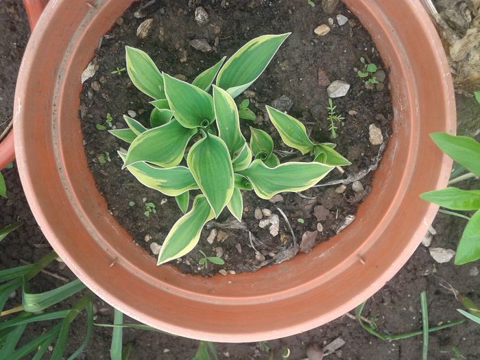 hosta variegata