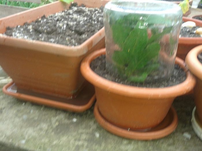 dafin la inradacinat