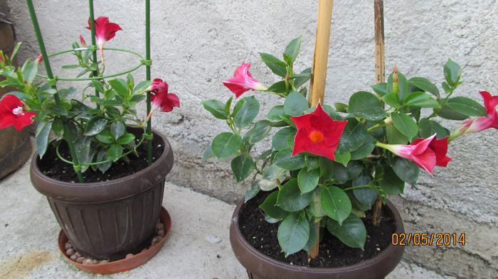 dipladenia(iasomie braziliana); dipladenia(iasomie braziliana)
