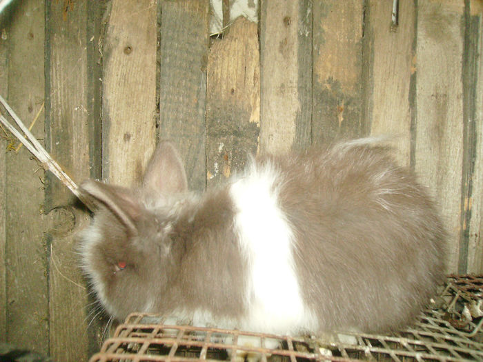 Angora cu desen de olandez havana 005 - Angora Olandez