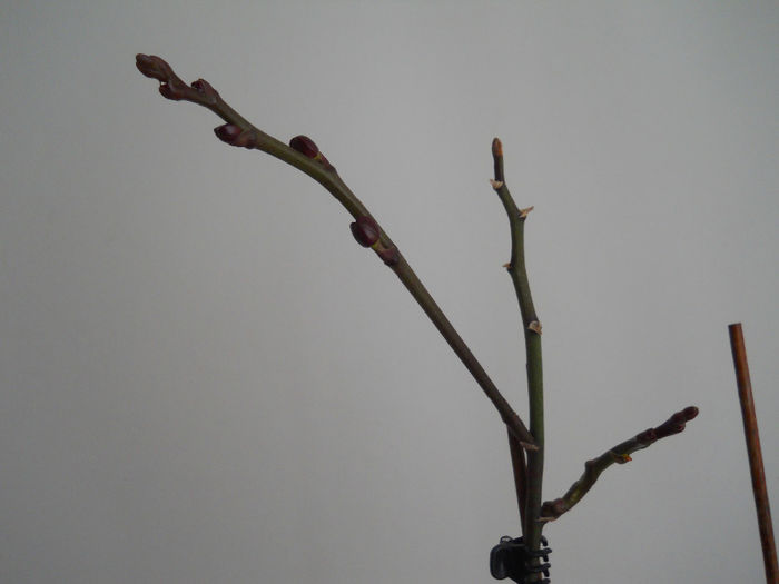 DSCN1610_011 - phale 2014