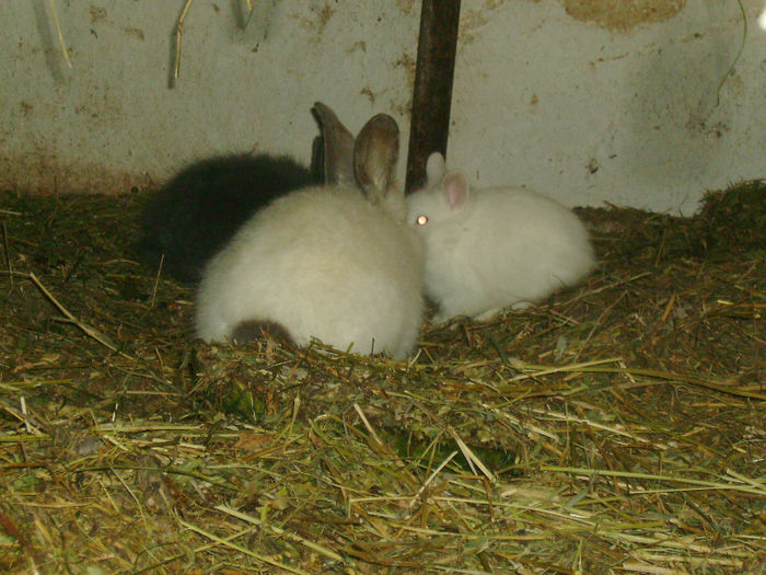 Masculi Angora de vanzare 014