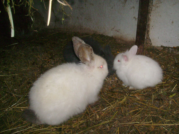 Masculi Angora de vanzare 015