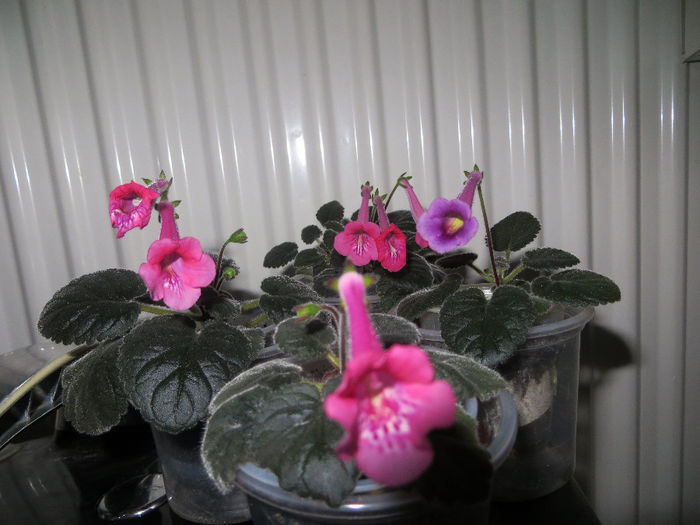 surprizele - mini sinningii