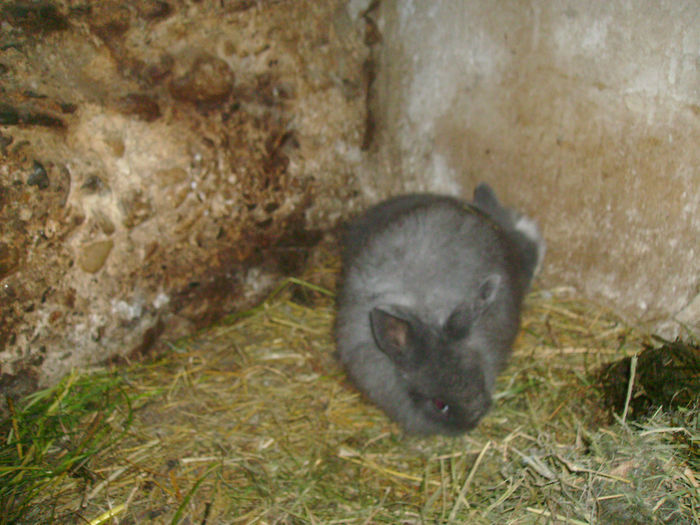 Masculi Angora de vanzare 003