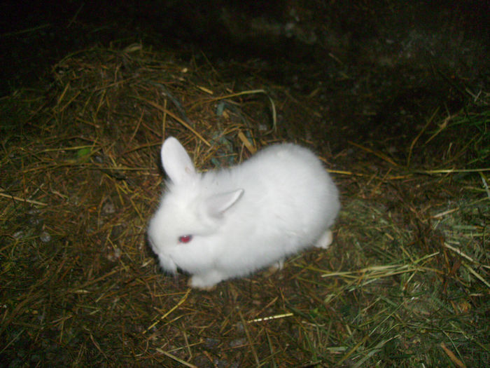 Masculi Angora de vanzare 004