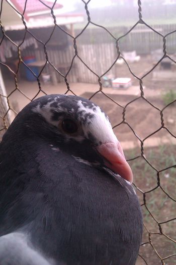 mama Aarden Izdrea-tata Aarden Horvat janos.