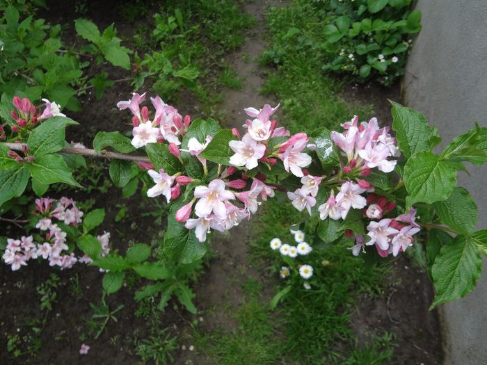 Weigela