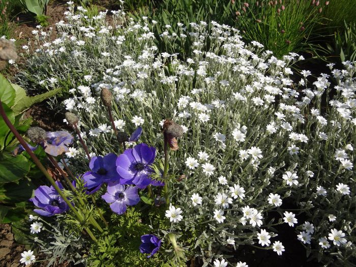 Cerastium tomentosum si anemone - Perene