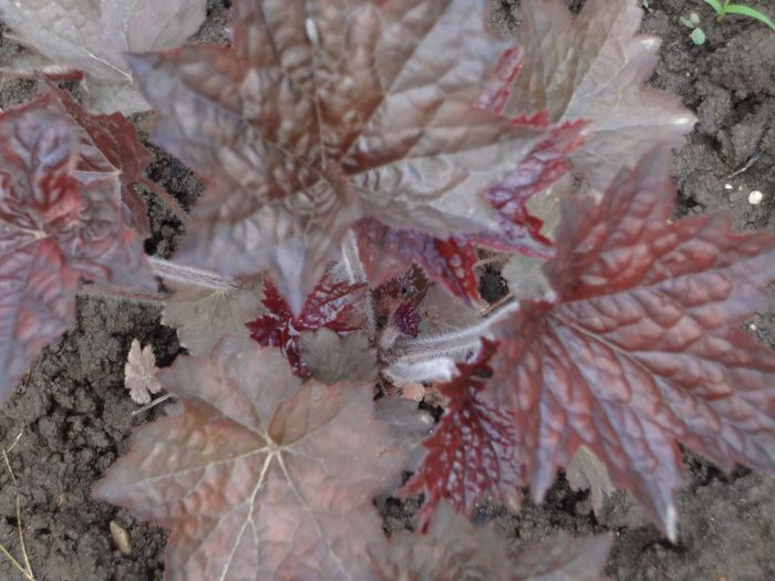 Heuchera