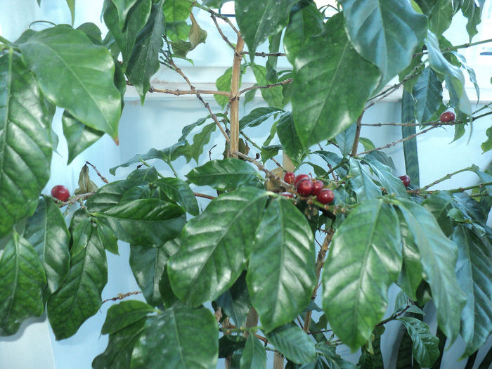 DSC06359 - arbore de cafea