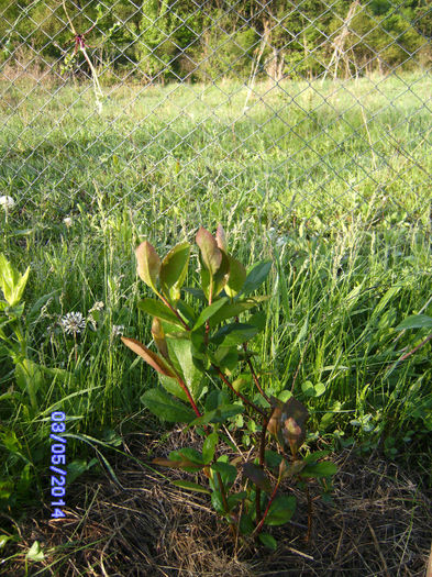 Aronia nero (scorus negru) - Mosia primavara