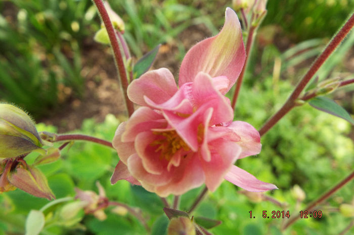 DSCF4917 - flori 2014