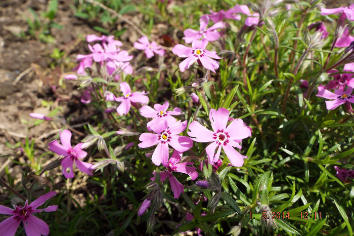 DSCF4932 - flori 2014