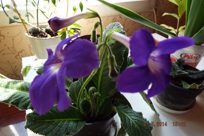 DSCF5093 - flori 2014