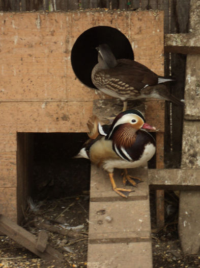 DSC06455 - mandarin