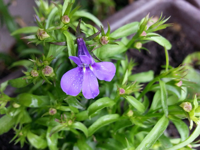 20140504_155731; floricica de lobelie
