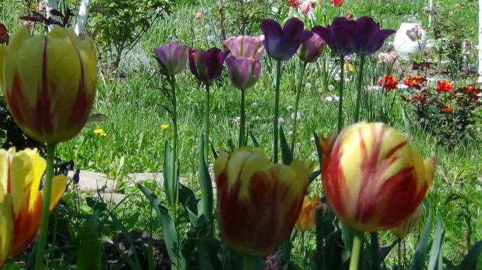 2014-05-3 - c-primavara2014