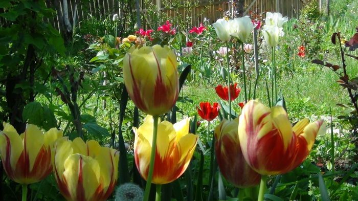 2014-05-3 - c-primavara2014