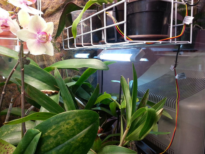 20140408_105324; adaugam lumina
