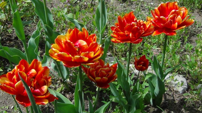 2014-05-3 - c-primavara2014