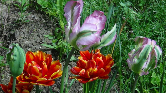 2014-05-3 - c-primavara2014