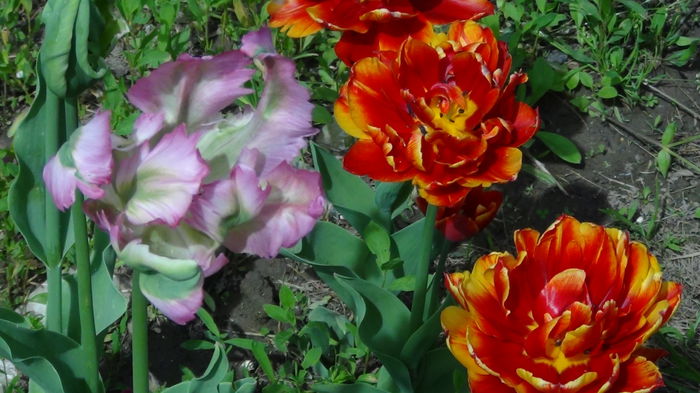 2014-05-3 - c-primavara2014