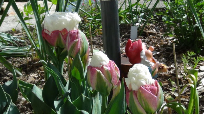 2014-05-3 - c-primavara2014