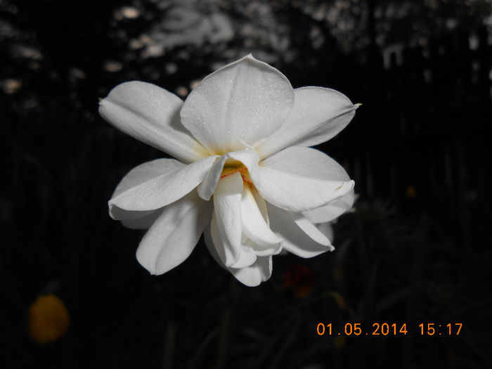 DSCN8260 - Narcise