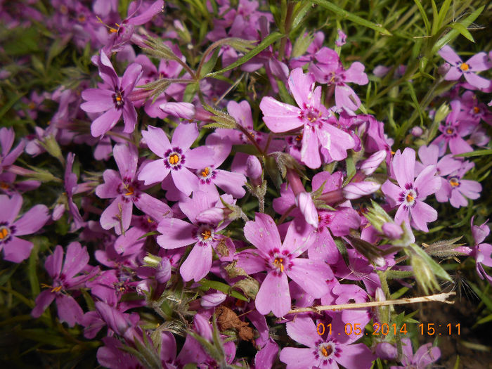 DSCN8242 - Phlox subulata