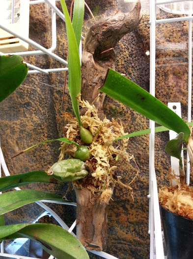 20140419_123757; coelogyne cristata pe crenguta
