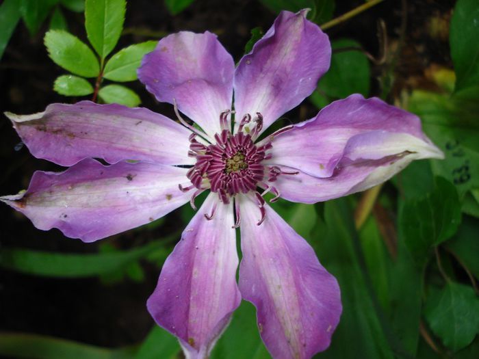 ? Baltik - Clematis 2014