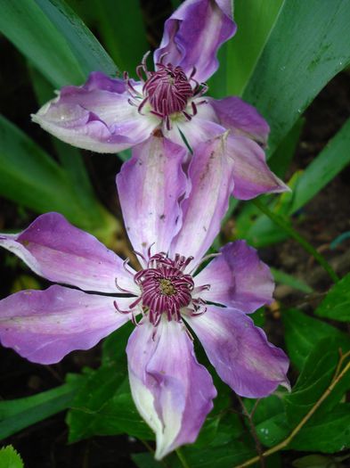 DSC08377 - Clematis 2014